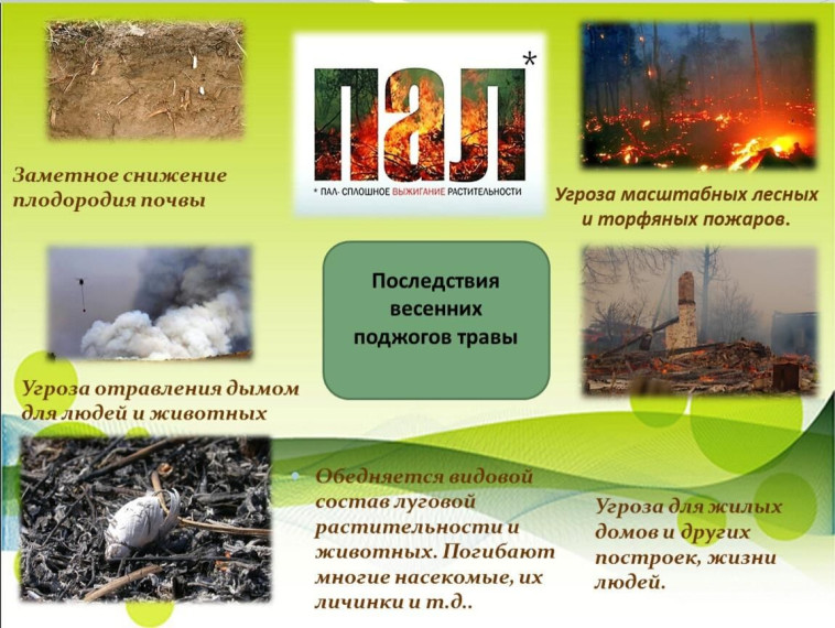 Пал сухой травы: опасность и ответственность. Пал сухой травы: опасность и ответственность.